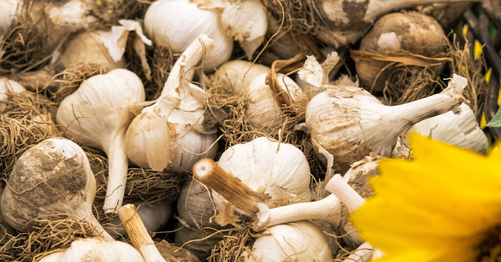 tips on buying garlic
